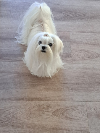 10-9-25 18.02 uur mama Charlotte weer uit de klit puppen fans weer weg gekamt geborsteld.jpg